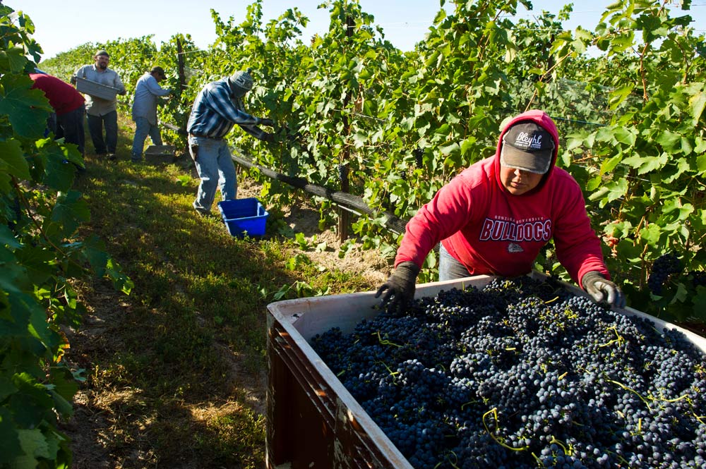 1410-EricHaiderVineyard.GL_0341