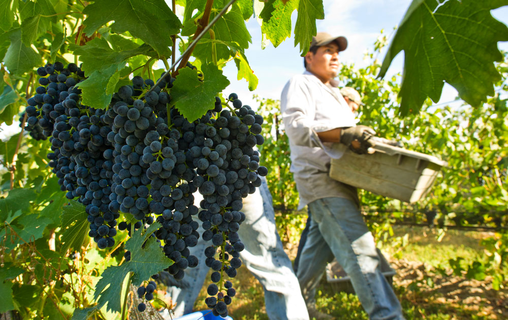 1410-EricHaiderVineyard.GL_0385