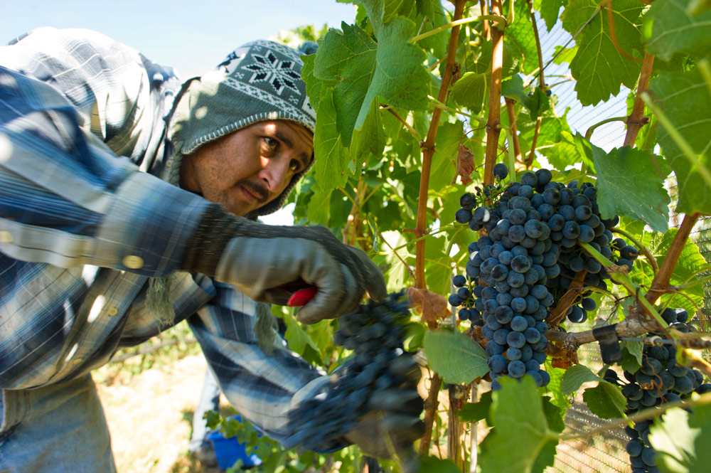 1410-EricHaiderVineyard.GL_0556