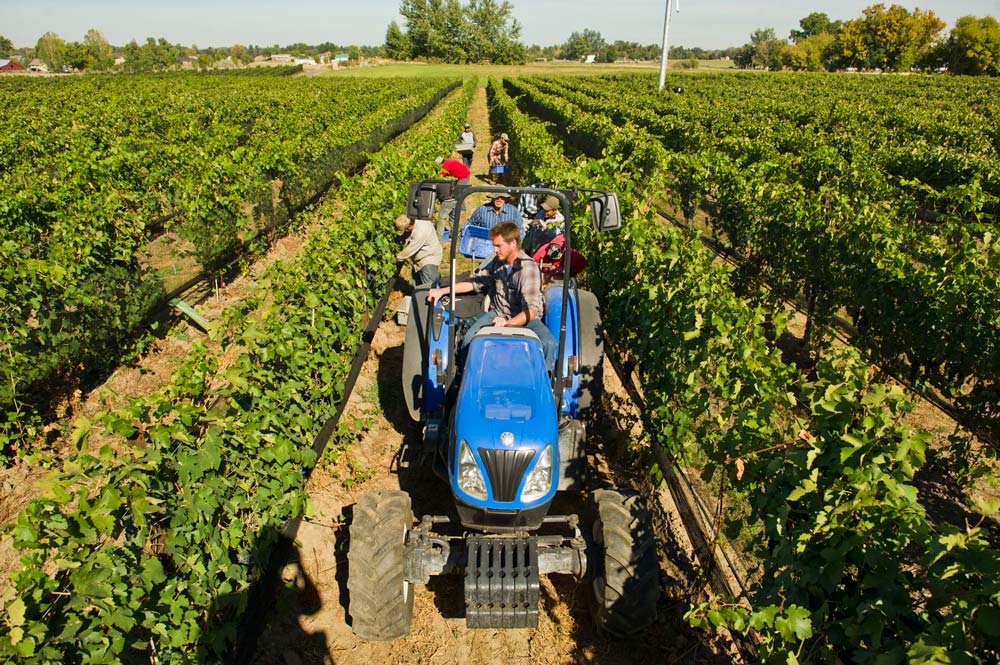 1410-EricHaiderVineyard.GL_0578