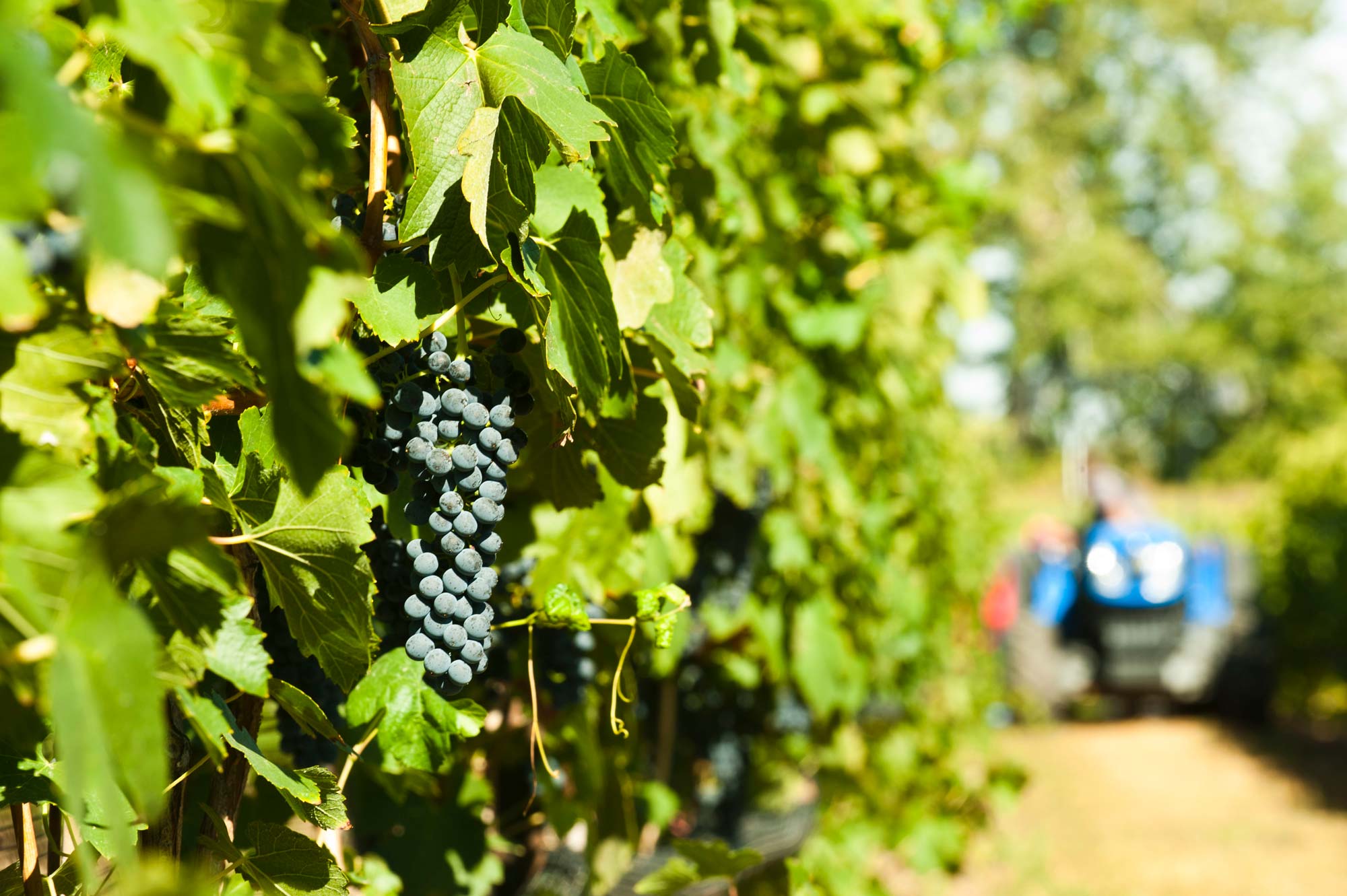 1410-EricHaiderVineyard.GL_0751