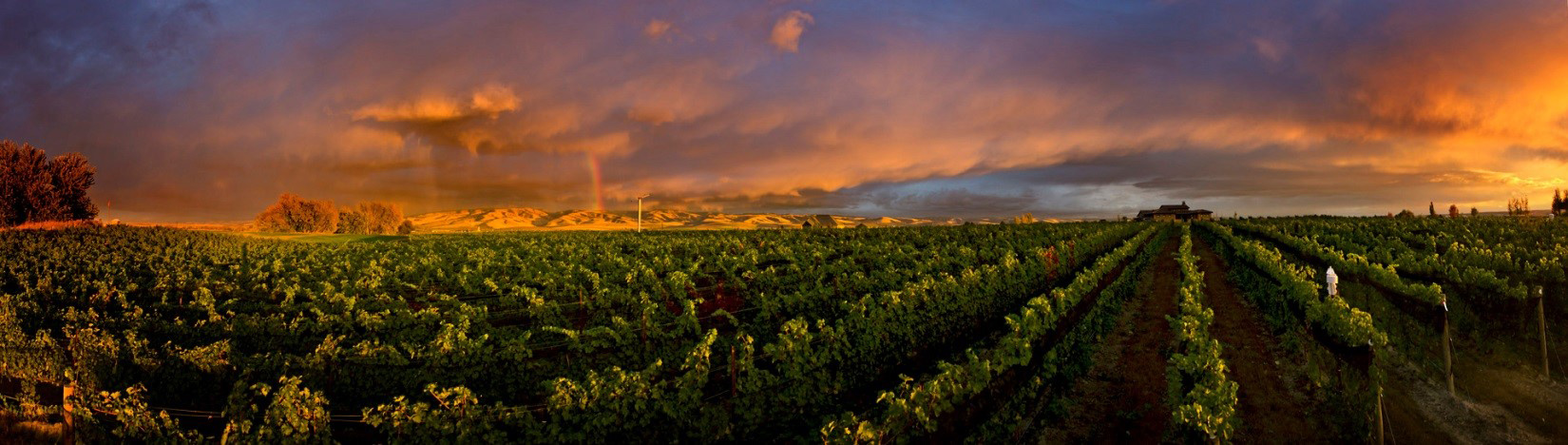 Haider-Vineyard-PANO-JPEG